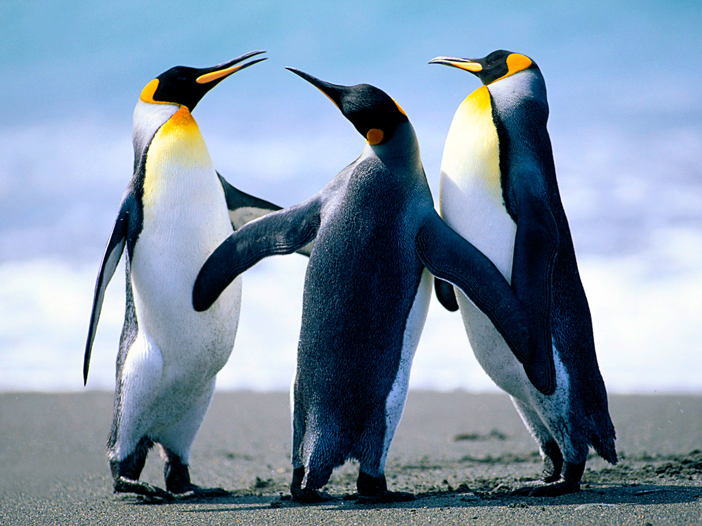 https://arquimedia.s3.amazonaws.com/314/bautismo/penguinsjpg.jpg
