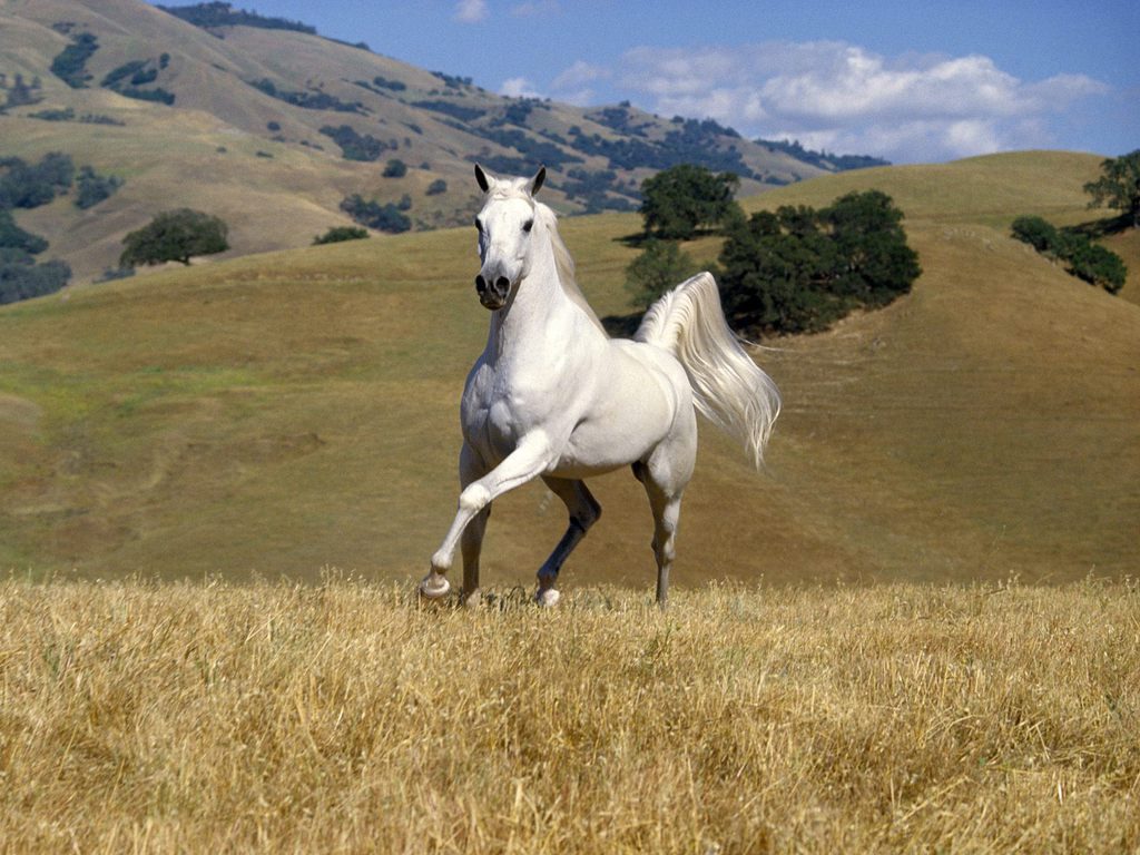 https://arquimedia.s3.amazonaws.com/27/anecdotas/caballo-andaluzjpg.jpg