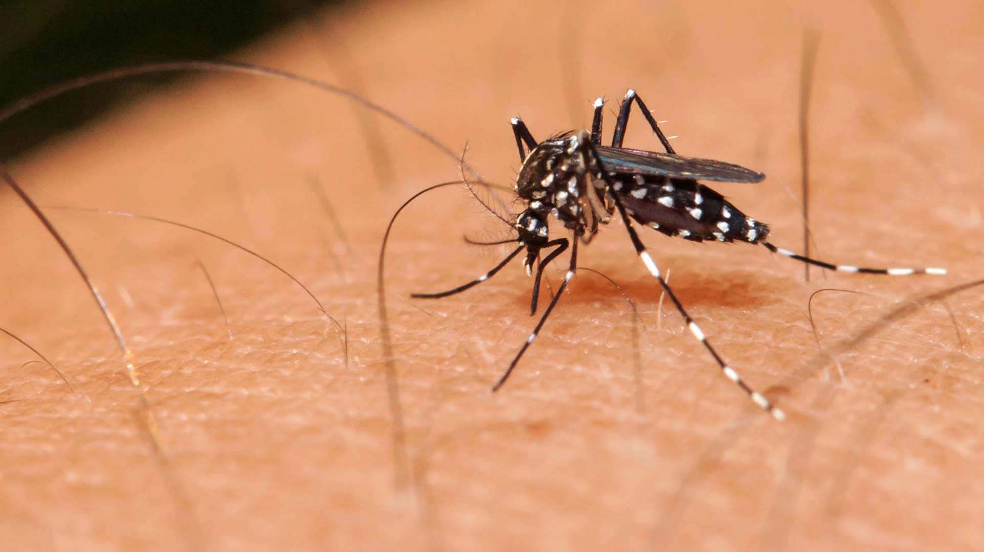 https://arquimedia.s3.amazonaws.com/27/2015-pentecostes/mosquito-zikajpg.jpg