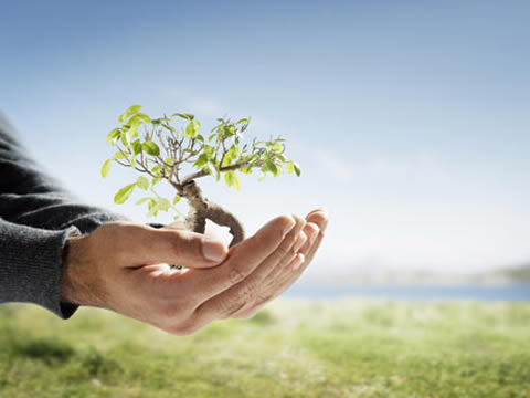 https://arquimedia.s3.amazonaws.com/27/anecdotas/plantar-arbol1jpg.jpg